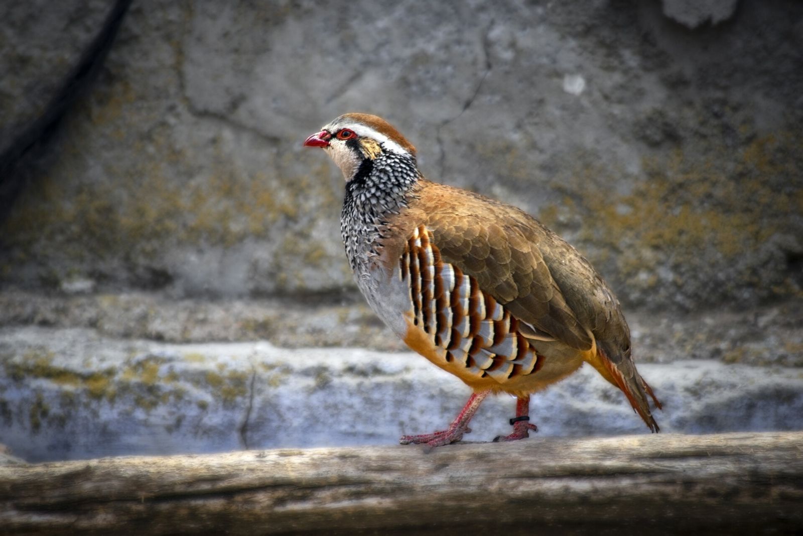 Etymology of the word KABK (partridge) in Persian