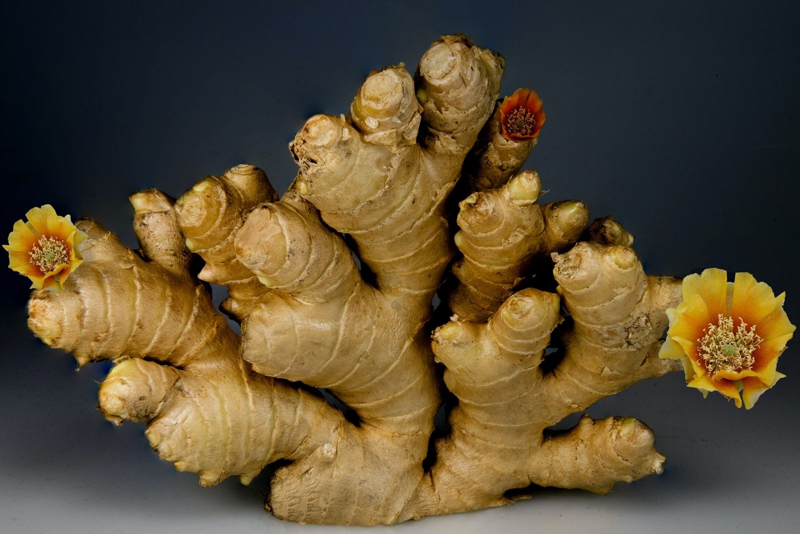 Etymology of the word ZANJABIL (ginger) in Persian