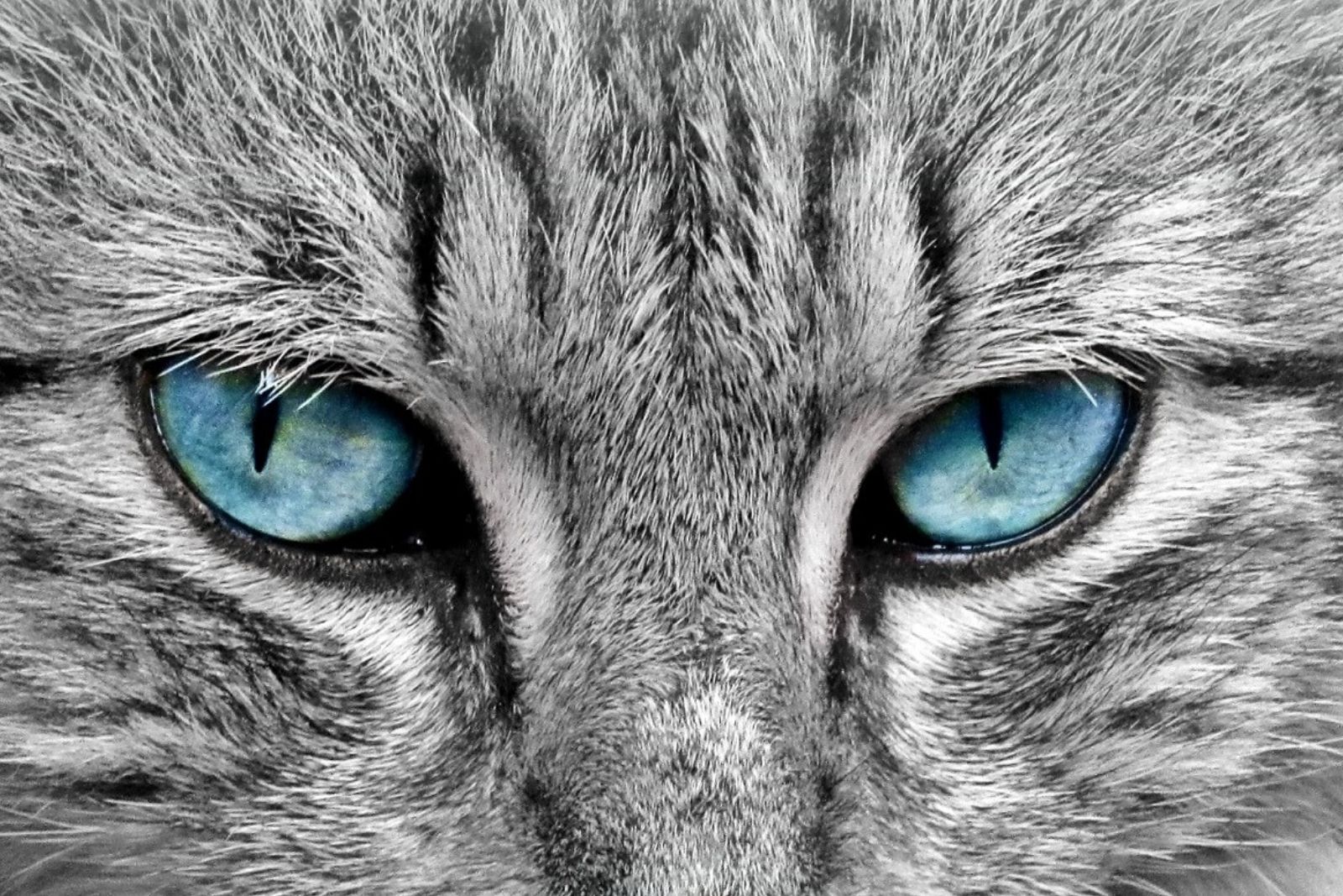 Etymology of the word GORBE (cat) in Persian